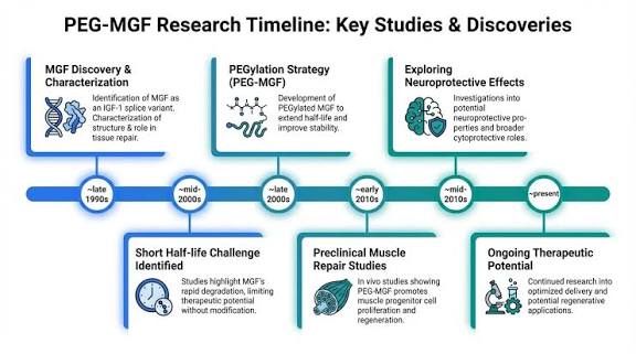 PEG-MGF Research Studies and Evidence | Peptide Protocol Wiki