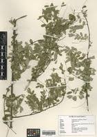 Image result for Phyllanthus ovalifolius