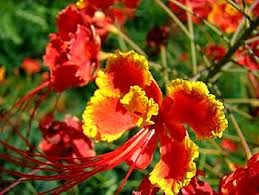 Image result for Caesalpinia cassioides