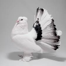 Black And White Pigeon Name White And Black Indian Fantail Pigeon By Nathan Abbott In 2020 Fantail Pigeon Pigeon Pictures Animals Beautiful