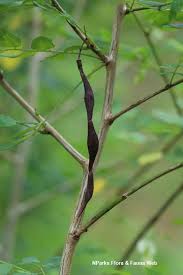 Image result for Ormocarpum