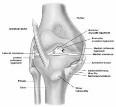 There are four primary ligaments in your knee. Anterior View Of The Knee Detailing The Major Ligaments Bones Menisci Download Scientific Diagram