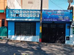 veterinaria de pelos