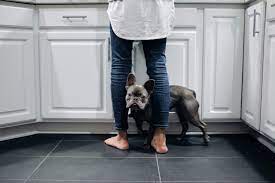 Emotional Support Animal Laws For Housing Esa Doctors