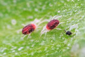 Image result for spotted spider mite