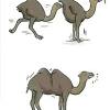 Hump day got popular when geico aired it's commercial with a camel walking in an office yelling hump day! and guess what day it is and reached 16 million views on youtube in 5 months. Https Encrypted Tbn0 Gstatic Com Images Q Tbn And9gcr Ruegfdotu7gcvkm8f46pemyr1ar6vq2 Bh6d55znrb9qf3ql Usqp Cau