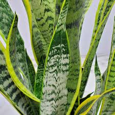 Image result for Habenaria laurentii