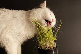 Bile Duct Inflammation In Cats Symptoms Causes Diagnosis Treatment Recovery Management Cost