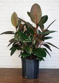 Elastica 'burgundy' has very dark leaves with a reddish midrib. Ficus Burgundy Bush Moscarillo S Garden Shoppe