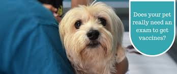 Look for an email confirmation, don't forget to save the date. An Exam Before Vaccines Does My Pet Really Need This