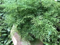 Image result for Asplenium rutifolium
