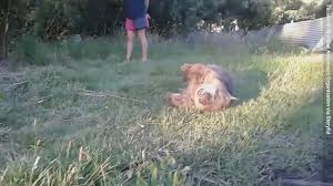 Image result for dead wombat