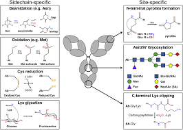 Goh liu ying amn bcm oly (born 30 may 1989) is a malaysian professional badminton player. Considerations For The Design Of Antibody Based Therapeutics Journal Of Pharmaceutical Sciences