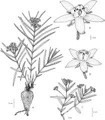 Image result for Asclepias buchwaldii