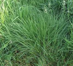 Image result for Agrostis epigejos