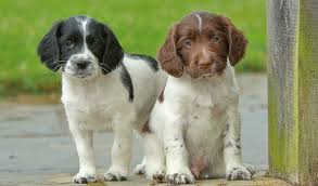 Springer spaniel liver/white tomoyo pitcher love flags are made from 2 pieces of fabric sewn back to back to withstand even the most severe weather. Field Bred Springer Spaniel Puppies Off 50 Www Usushimd Com