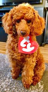Arguably, the most important part of a doodle grooming cut is the goldendoodle teddy bear haircut + grooming tips — matthews legacy farm. Teddy Bear Cut Poodle Forum