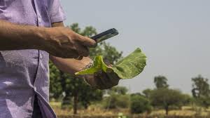 Control of green bridge for pest and disease management. An Ai Powered Plant Doctor Helps Farmers Tackle Crop Pests And Plant Diseases Green New Deal Reset Org