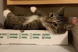 Redditors with accounts younger than 10 days who have a good reason for bypassing the age limitation may message the moderators for manual approval of your post, which. Photos Of Cats And The Pizza Boxes They Ve Befriended