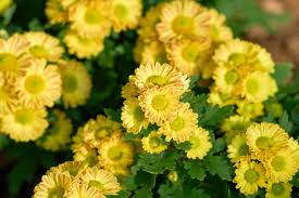 Image result for Chrysanthellum indicum