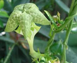 Image result for Ceropegia monteiroae