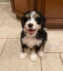 Her father is an 80 pound bernese mountain dog and her mother is a 48 pound standard poodle. Bernedoodle Breeders In Colorado Top 4 Picks 2021 We Love Doodles