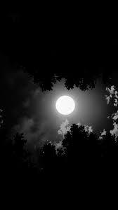  Moon Thru The Trees Gif 281 500 Bulan Purnama Bulan Yang Indah Foto Langit Malam