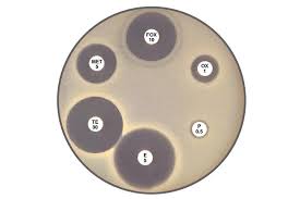 We did not find results for: Ahmed Muyidi Msc Sur Twitter Ast For Staphylococcus Aureus Based On This Ast Result Would This Phenotype Considered As Mrsa If Yes Why If No Why Mrsa Methicillin Resistance Staphylococcus