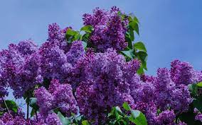 Lilac Purple Flower Spring Wallpaper Spring Flowers Wallpaper Purple Flowers Purple Flowers Wallpaper