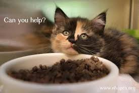 Find and adopt a pet on petfinder today. New Hampshire Spca Reviews And Ratings Stratham Nh Donate Volunteer Review Greatnonprofits