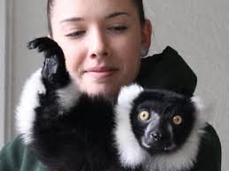 THIS WAS NO SKUNK': Beloved stolen lemur and gibbon monkey returned to zoo 