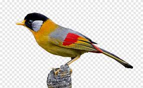 Top aktuelle premium markenartikel aus der saison 20/21 bei xspo ab 100€ immer portofrei. Rossignol Commun Oiseau Columbidae Moineaux D Amerique Chouette Oiseau Animaux Faune Png Pngegg