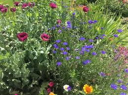 The best time to create and sow your meadow is in autumn. Wildflower Garden Inspiration Wildflower Garden Wild Flowers Garden Inspiration