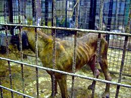 We did not find results for: Judge Rules Olympic Animal Sanctuary Founder Steve Markwell Violated Charitable Solicitation Laws Seattle Dogspot