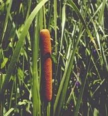 Feb 15, 2012 · size: Dish Flower Garden Part Iii Cattail Cactus And Kitchen Kraft Dave S Garden