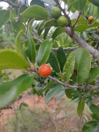 Image result for Putranjivaceae