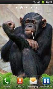 Top Android Funny Monkey Live Wallpaper Funny Monkey Live Wallpaper Free Download Monkeys Funny Funny Monkey Pictures Laughing Animals