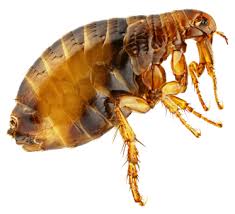 We cover your property with zero tolerance. Midwest Pest And Wildlife Control