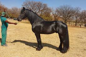 Check spelling or type a new query. Horses Ponies For Sale Or Bait Phaeton Park Stables