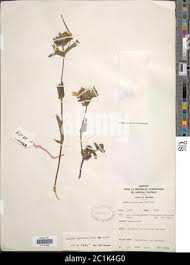 Image result for Guizotia scabra