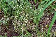 Eragrostis unioloides (Chinese lovegrass) | CABI Compendium