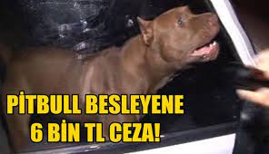 pitbull besleyene 6 bin tl ceza