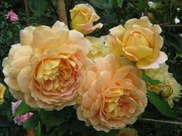 Check spelling or type a new query. Roses At Wedgwood House And Gardens My Roses Ga To Go Rose David Austin Roses Beautiful Roses