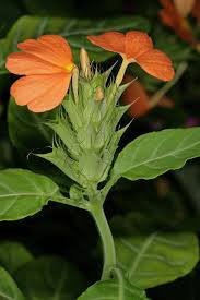 Image result for Crossandra fruticulosa