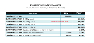Kedi Kisirlastirma Ucreti Izmir