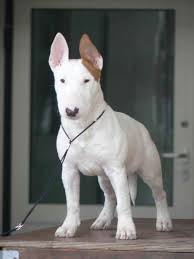 Browse cute pups for sale listed near you. Bull Terrier Puppies In Florida Petsidi