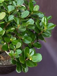 Image result for Grewia microcarpa