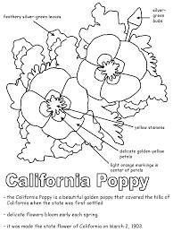 california poppy with labels