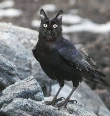 This corgi who looks like an american eskimo from one side and a corgi from the other side. Cats As Other Animals Ii Quiz By Treessimontrees