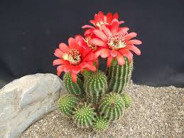 Image result for Commicarpus grandiflorus